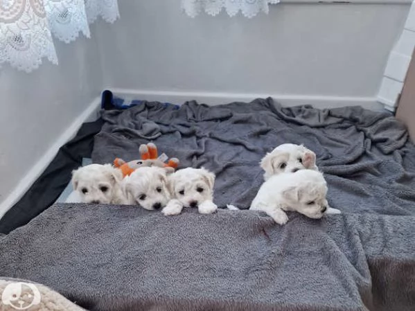 cucciola di Maltese | Foto 4