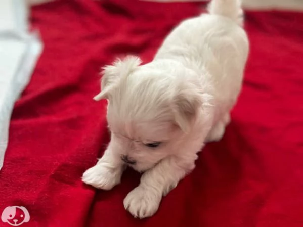 Cuccioli di Maltese taglia piccola | Foto 4