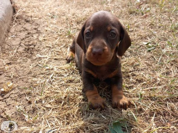 Splendidi cuccioli di bassotto | Foto 0