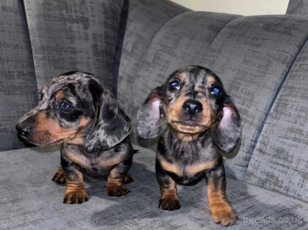 cuccioli di bassotto nano