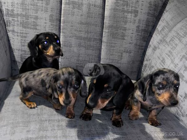 cuccioli di bassotto nano | Foto 2