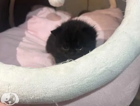 Gatti British Shorthair | Foto 5