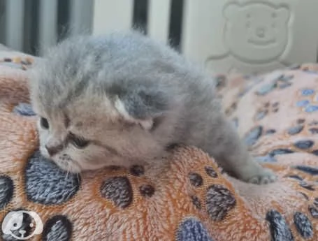 Gatti British Shorthair | Foto 3