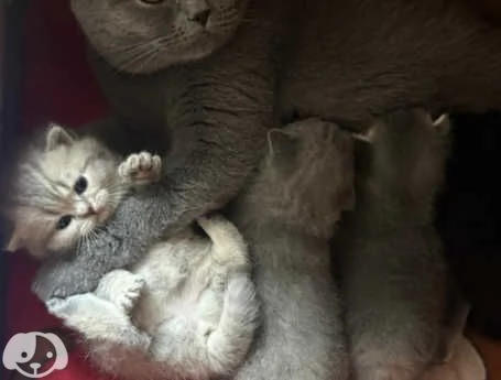 Gatti British Shorthair | Foto 0