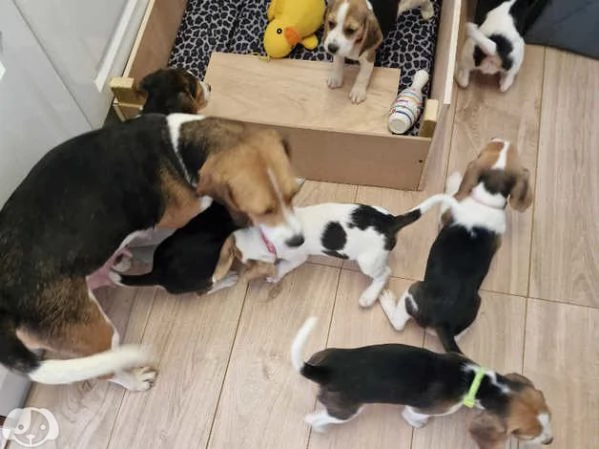 Beagle | Foto 2