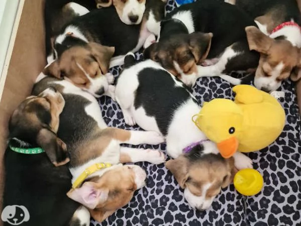 Beagle | Foto 0