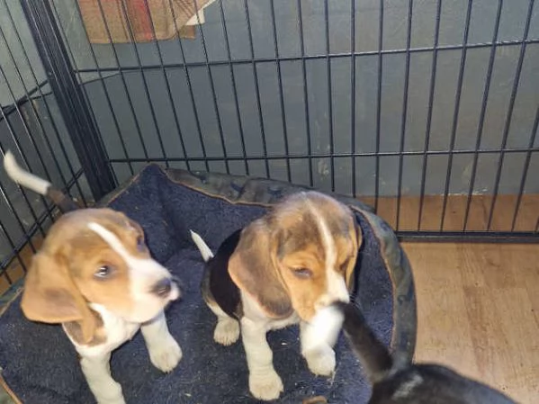 Bellissimi cuccioli di Beagle