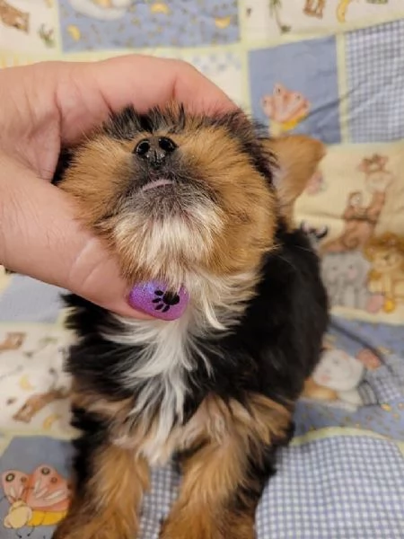 Cucciolo femmina dello Yorkshire | Foto 1