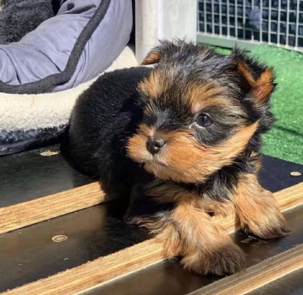 Cucciolo femmina dello Yorkshire | Foto 0