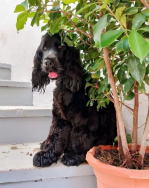 Rinuncia di proprieta'