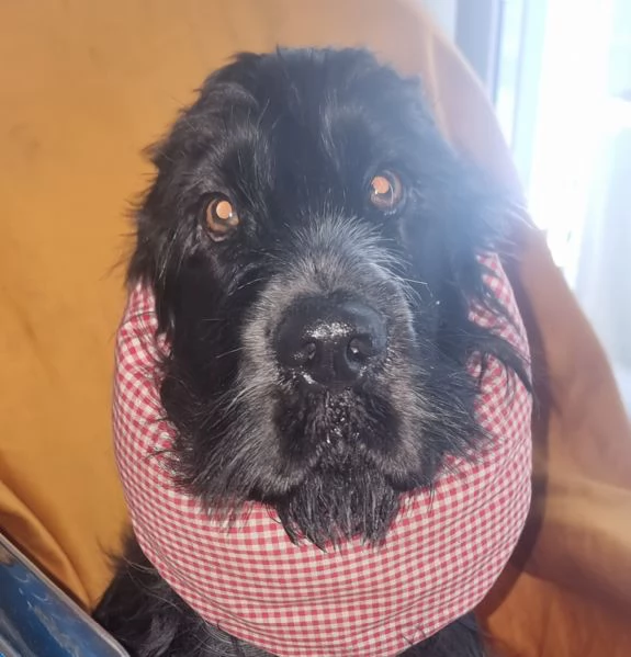 Rinuncia di proprieta' | Foto 1