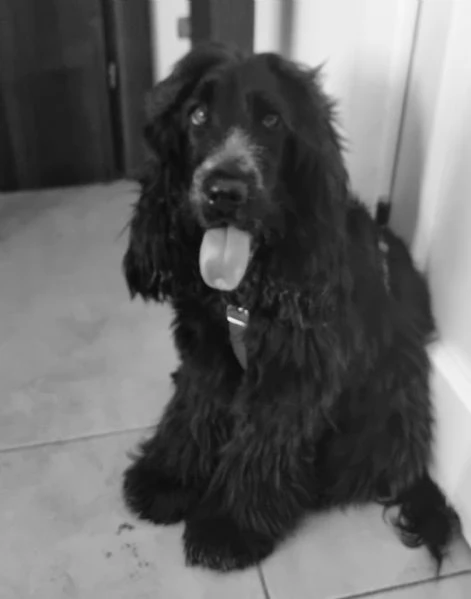 Rinuncia di proprieta' | Foto 0