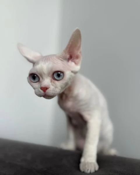 Disponibile cucciola femmina di devon rex.