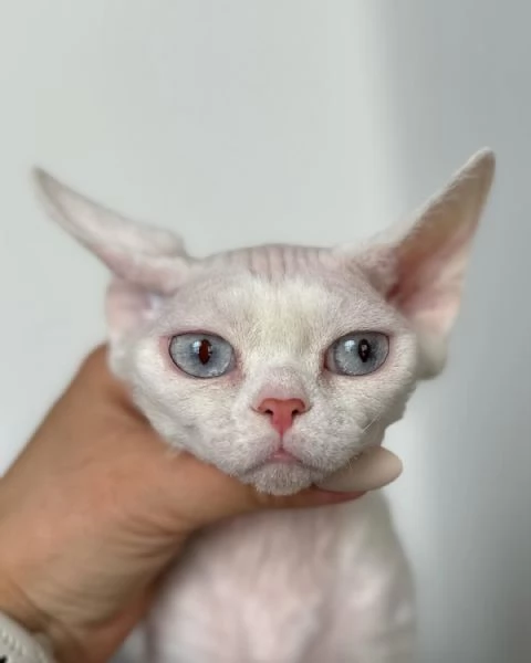 Disponibile cucciola femmina di devon rex. | Foto 0