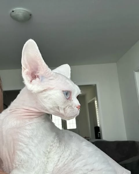  cucciola femmina di devon rex. 