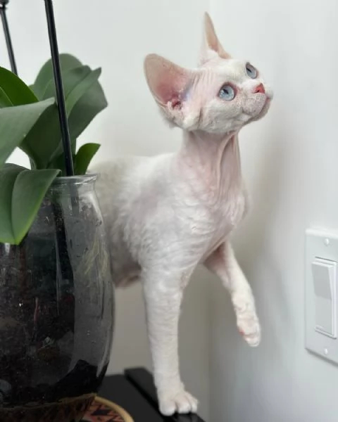  cucciola femmina di devon rex.  | Foto 0