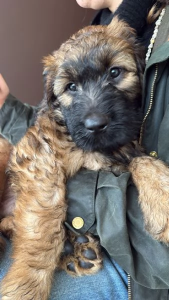 VENDESI CUCCIOLI | Foto 1