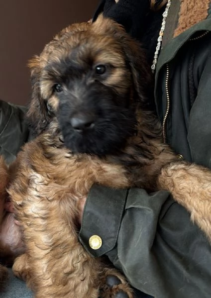 VENDESI CUCCIOLI | Foto 0