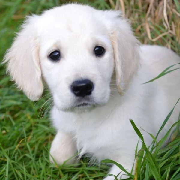 Cuccioli di Golden Retriever in Vendita – Maschio e Femmina