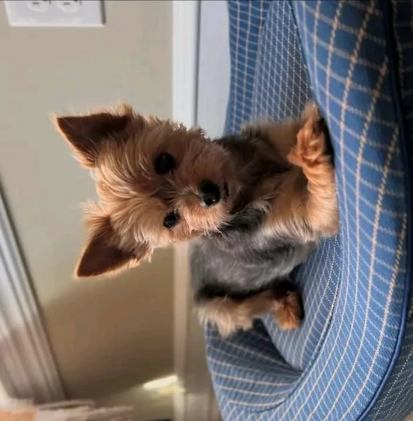 We have adorable puppies sort as Maltese chihuahua Yorkie 