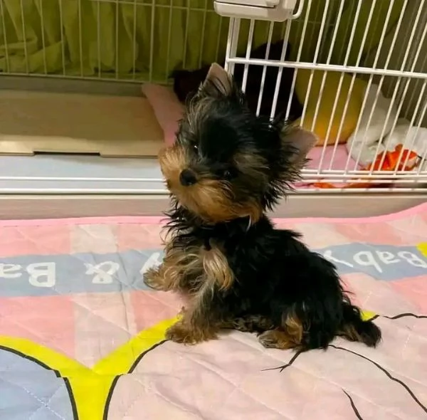 We have adorable puppies sort as Maltese chihuahua Yorkie  | Foto 0