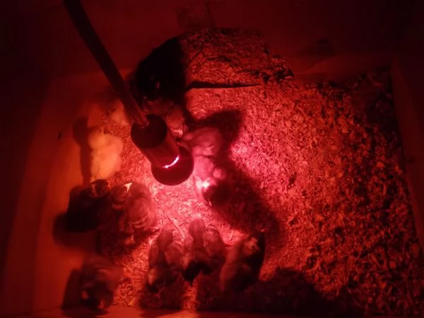 Pulcini amrok ,moroseta ,aracauna zona Parma