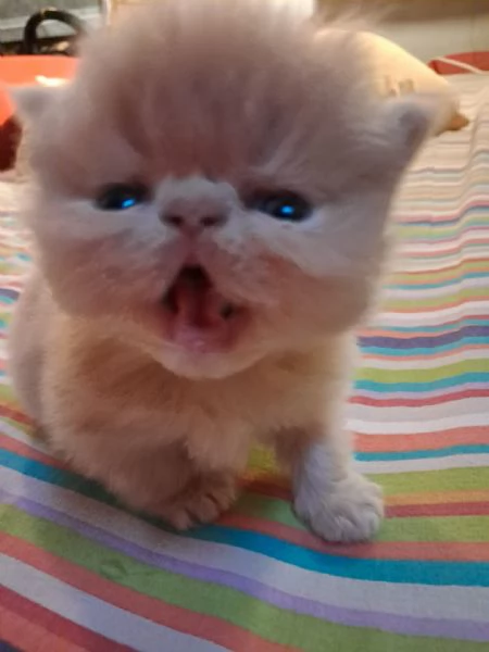 Gattini esotici e persiani