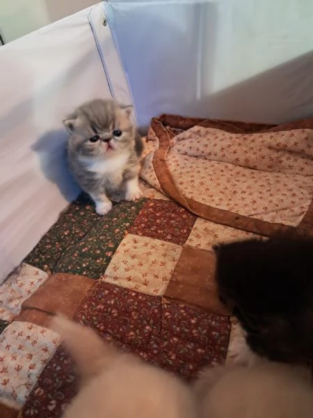 Gattini esotici e persiani | Foto 3