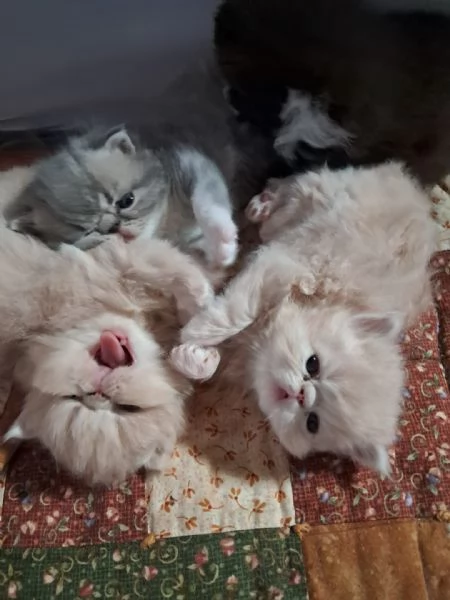 Gattini esotici e persiani | Foto 2