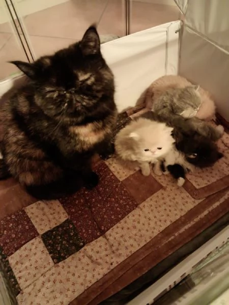 Gattini esotici e persiani | Foto 1