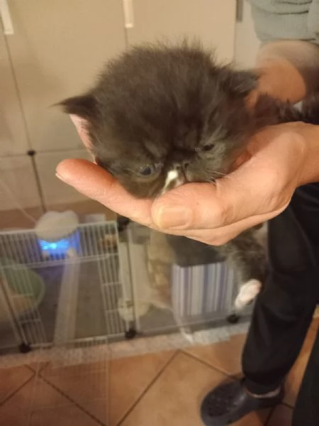 Gattini esotici e persiani | Foto 0