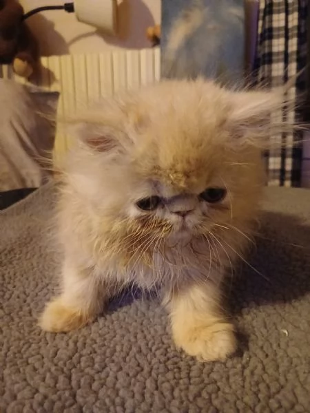 gattini persiani ed esotici