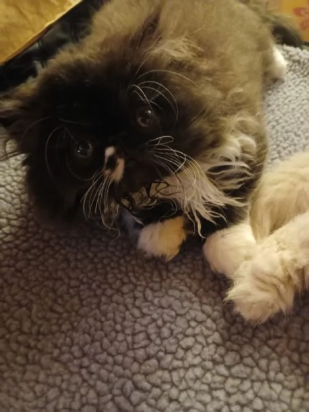 gattini persiani ed esotici | Foto 3