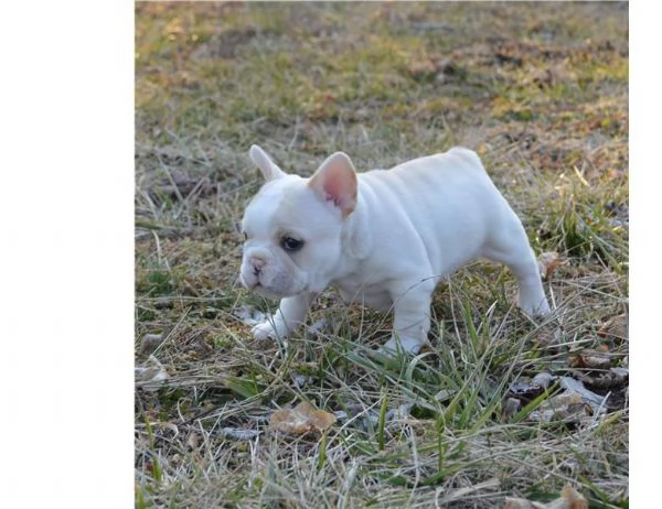 Cuccioli di bulldog francese disponibili. | Foto 0