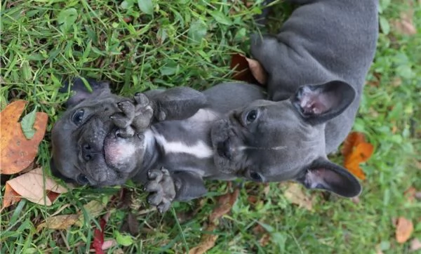 Cuccioli di Bulldog francese di razza pura. | Foto 0