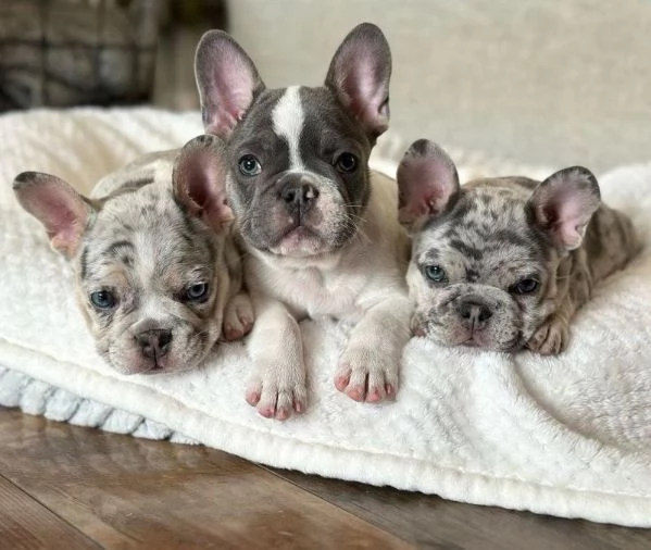 Cuccioli di Bulldog francese di razza pura.