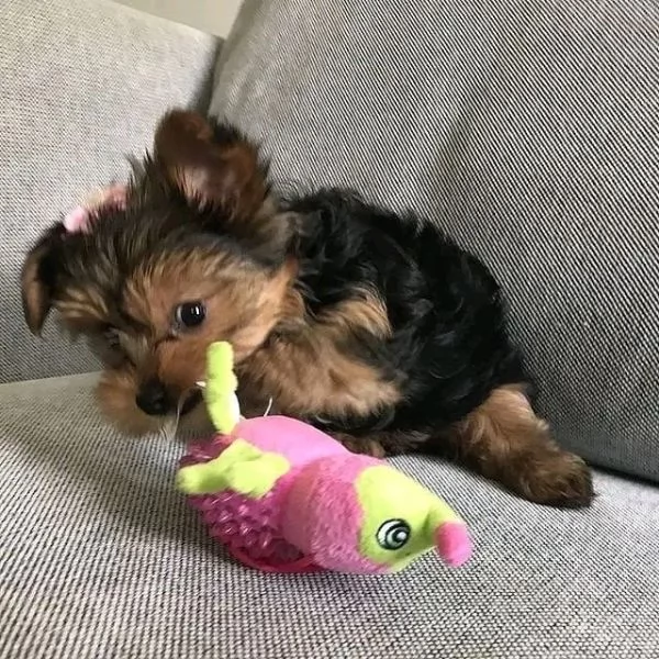 Yorkie  | Foto 0