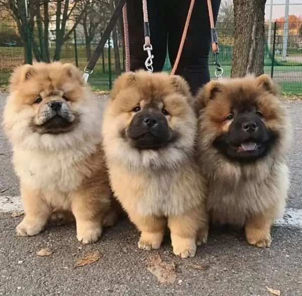 Chow chow 