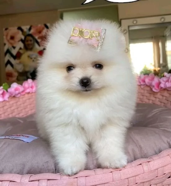 Pomeranian 