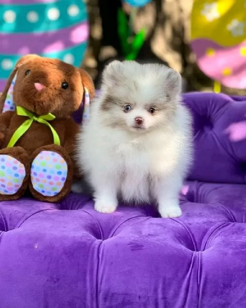 Pomeranian  | Foto 2