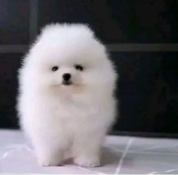 Pomeranian  | Foto 1