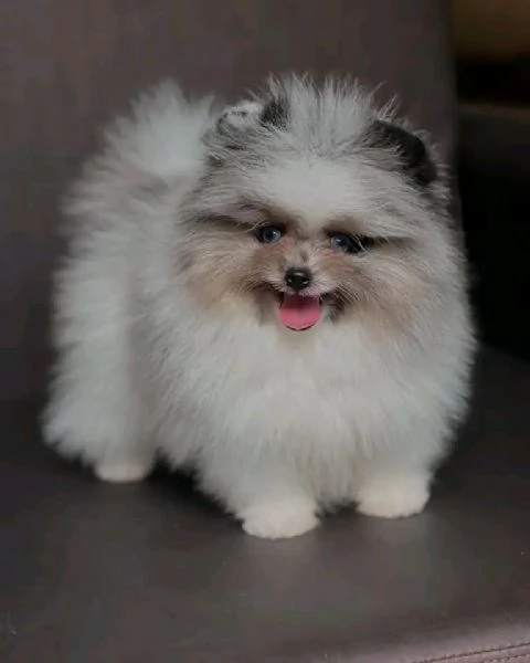 Pomeranian  | Foto 0