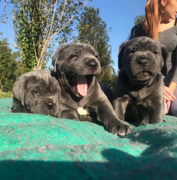 Cane Corso | Foto 2