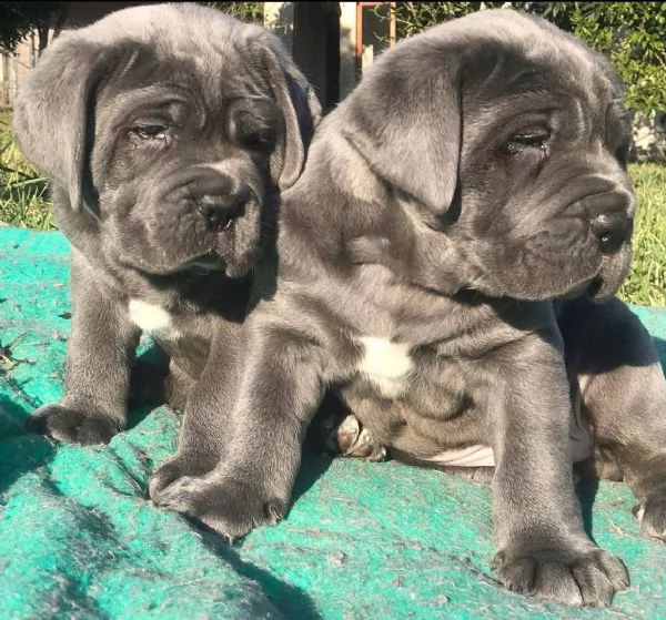 Cane Corso | Foto 1