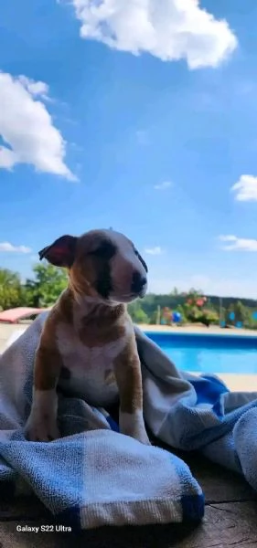 Bull terrier  | Foto 4
