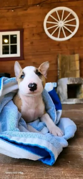 Bull terrier  | Foto 3