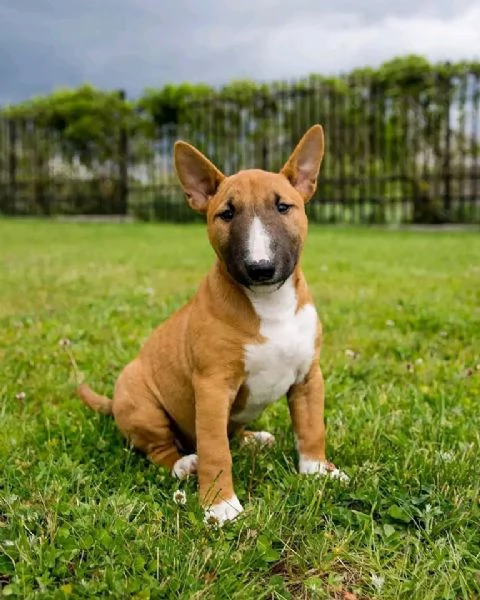 Bull terrier  | Foto 2