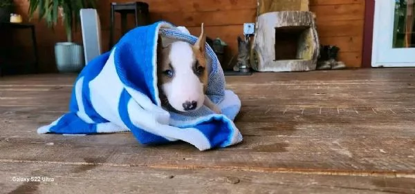 Bull terrier  | Foto 0
