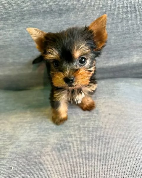 Yorkie  | Foto 1