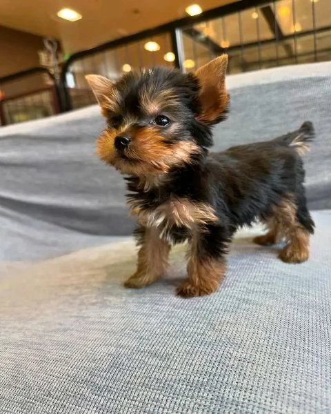 Yorkie  | Foto 0
